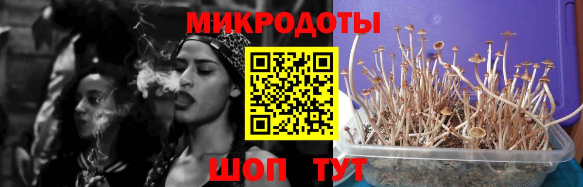 Псилоцибиновые грибы Cubensis Ртищево